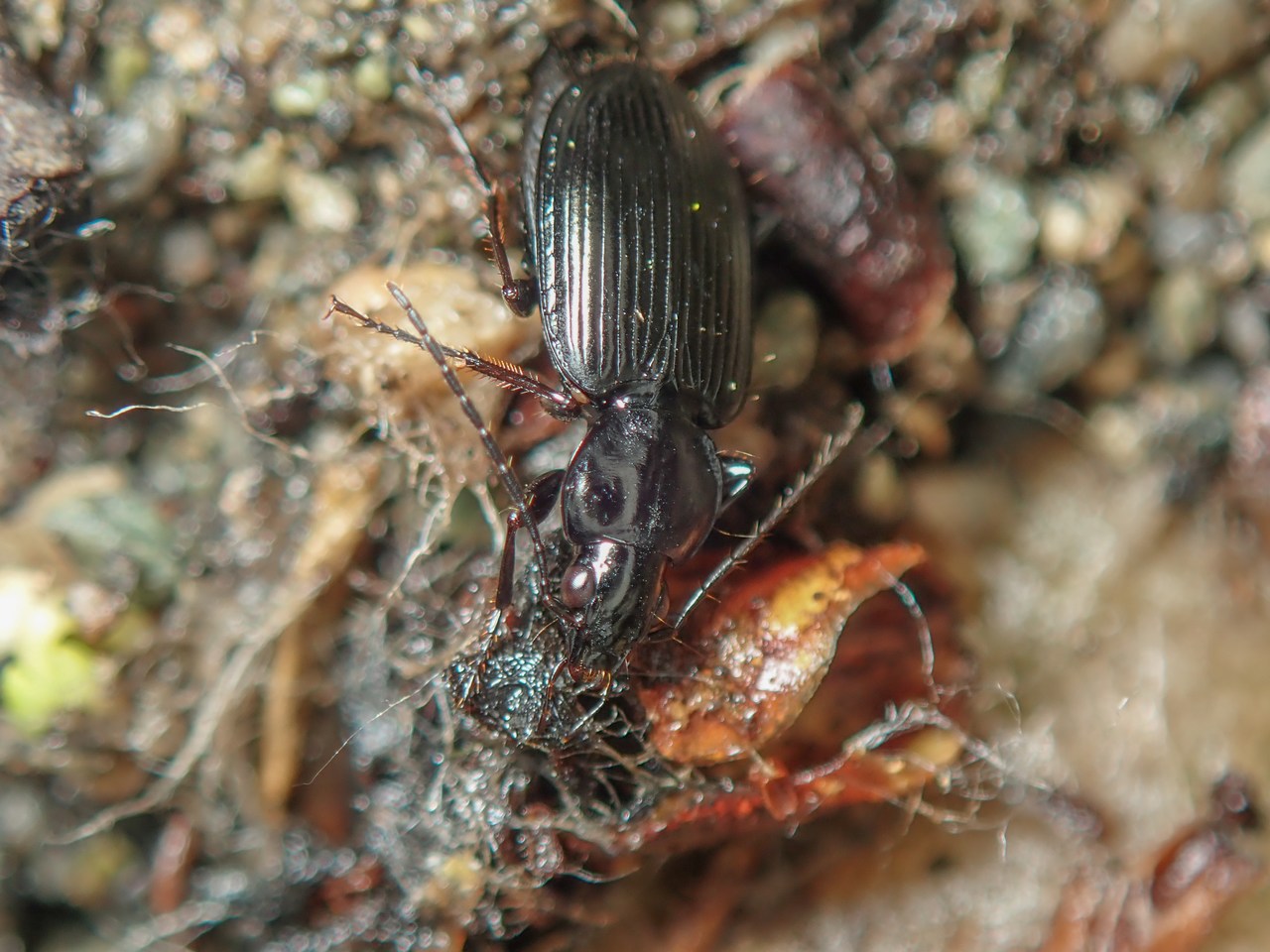 Agonum micans Agonum micans